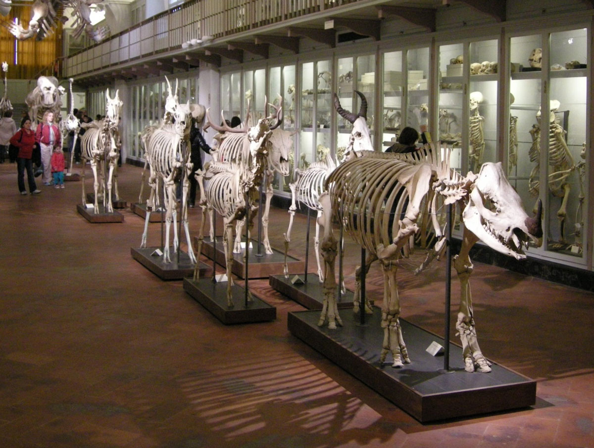 Museo Scienze Naturali
